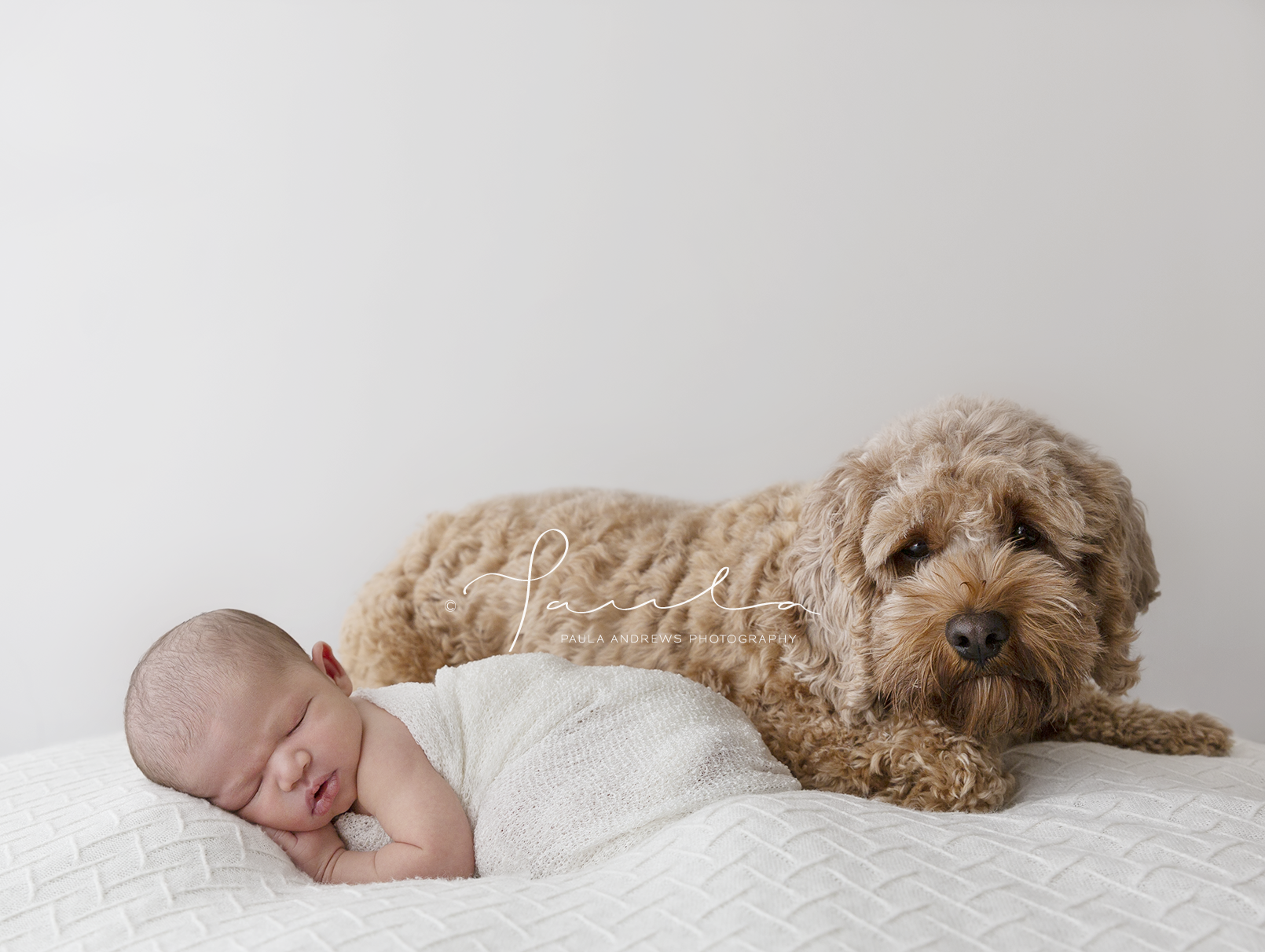 cavoodle stuffed toy