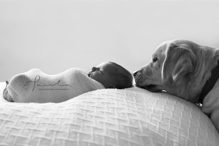 Dog watching newborn baby