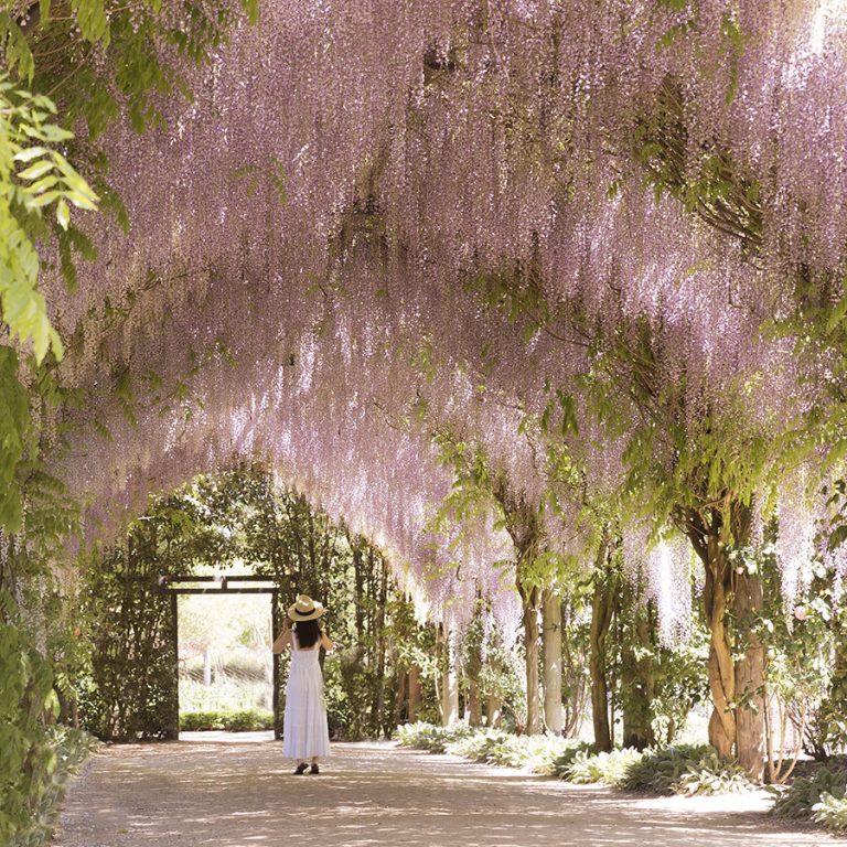 Wisteria Garden Wonderland