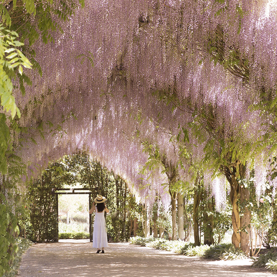 Wisteria, the colour of spring