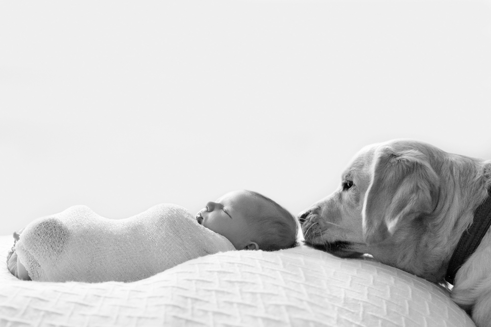 Preparing your dog for a newborn baby Paula Andrews Photography