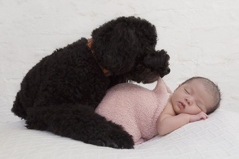 Fitzroy North newborn and pet photographer,  Paula Andrews Photography Melbourne