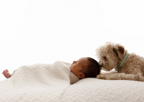 Dogs are welcome at newborn photoshoots with Melbourne photographer Paula Andrews